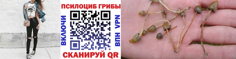 OMG как зайти  Борисоглебск  Псилоцибиновые грибы GOLDEN TEACHER  купить  сайты 